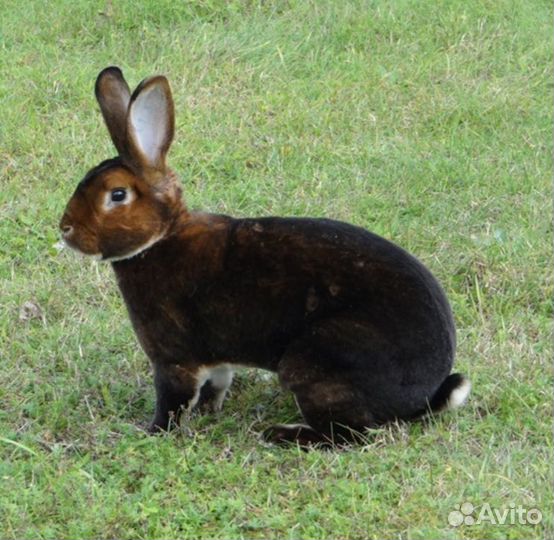 Кролики породы Рекс