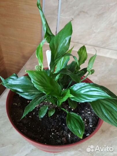 Спатифиллум