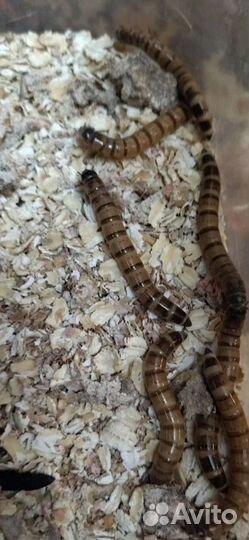 Мраморные тараканы, Зофобас, Мучник, Пауки