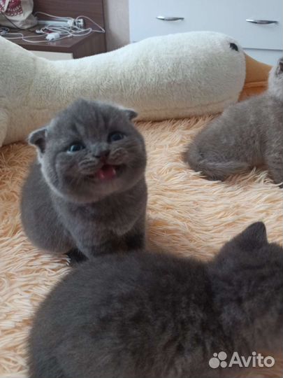 Плюшевые британцы