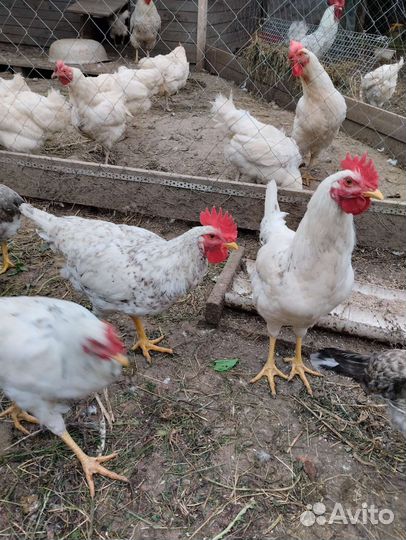 Молодые петушки