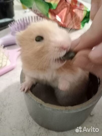 Серийские хомяки