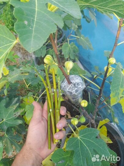 Инжир Паначе (черенки)