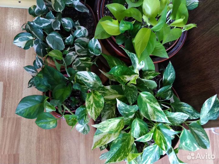 Сциндапсусы