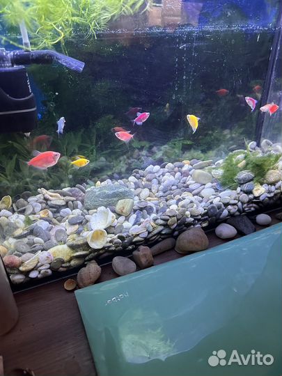 Аквариум с рыбками