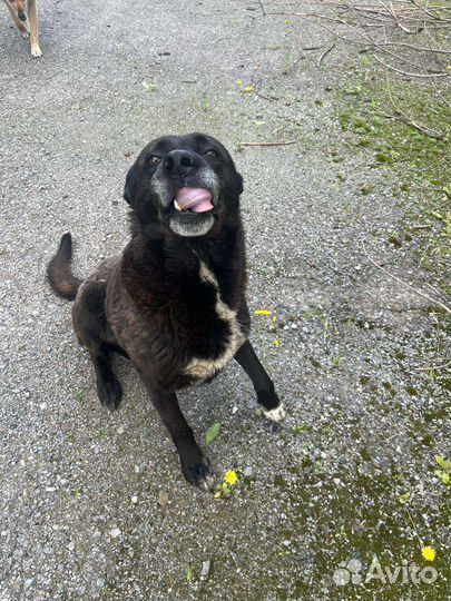 Собачки охранники в добрые руки