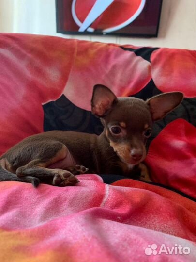 Вязка Той-терьер