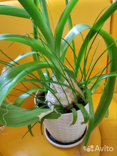 Индийский (китайский) лук отдам