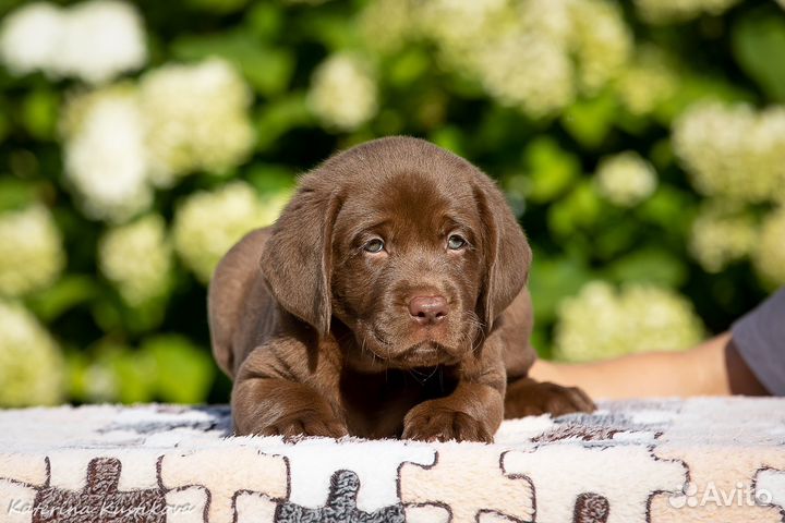Щенки лабрадора
