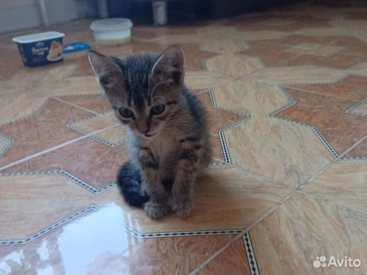 Кошка в дар бесплатно