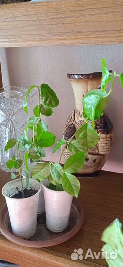 Жасмин Самбак,Оксалис