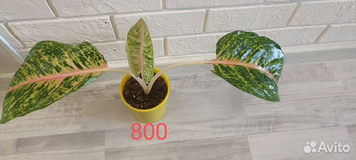 Аглаонема Боксинг