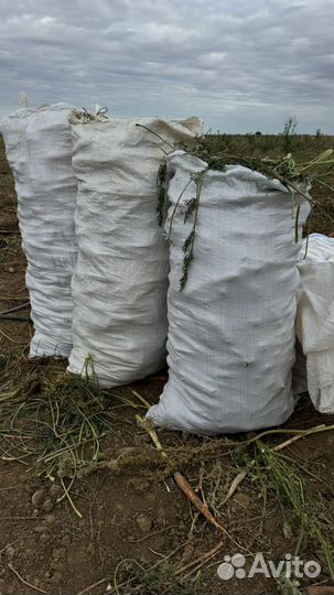 Морковь оптом