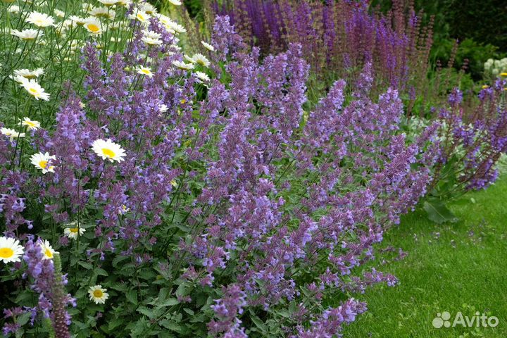 Ромашка Кэнди