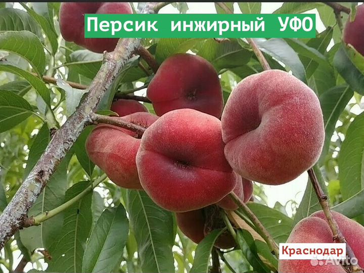 Персик инжирный уфо