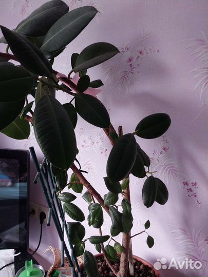 Продам цветы комнатные