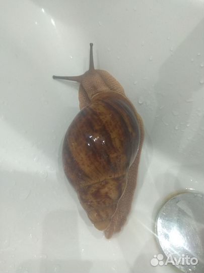 Большая улитка ахатина