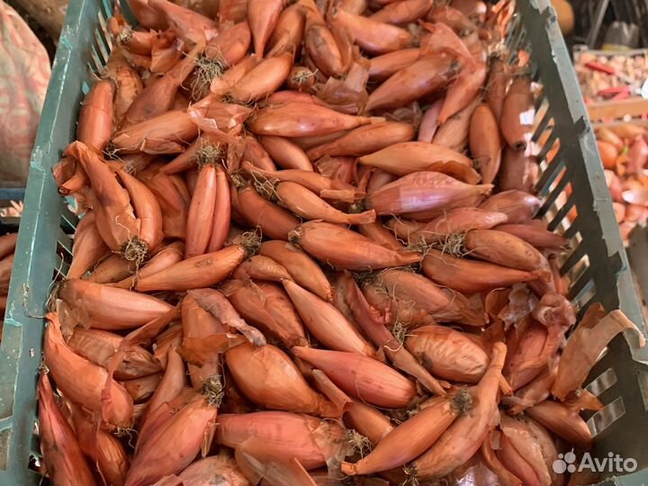 Лук шалот,2 сорта