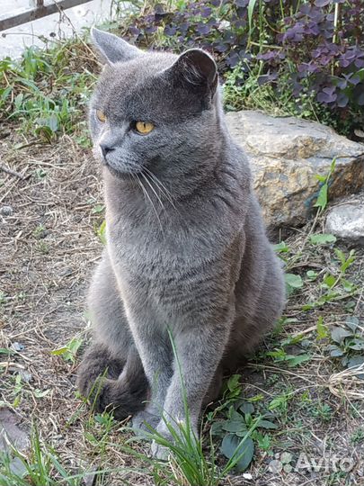 Котик ищет свой дом