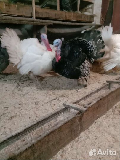 Мясо домашней птицы