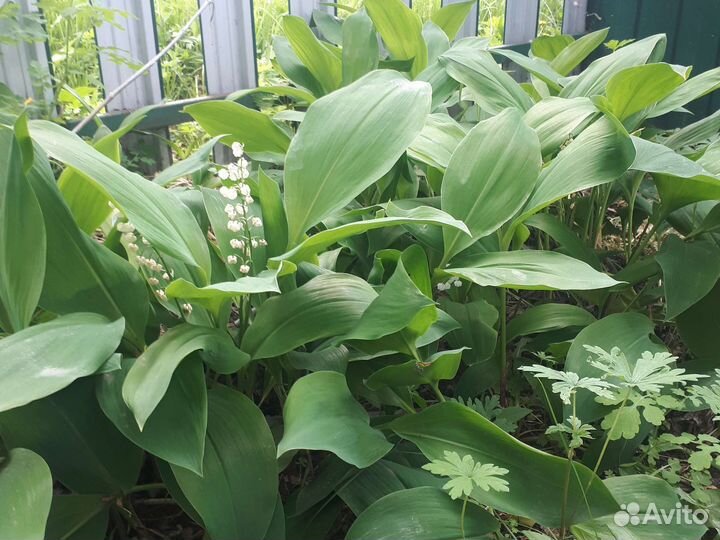 Ромашка (нивянник), календула, ирис, ландыш,канны