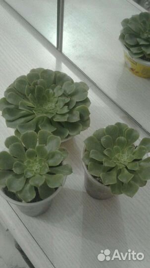 Эониум суккулент