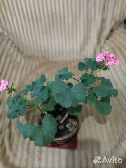 Пеларгония герань