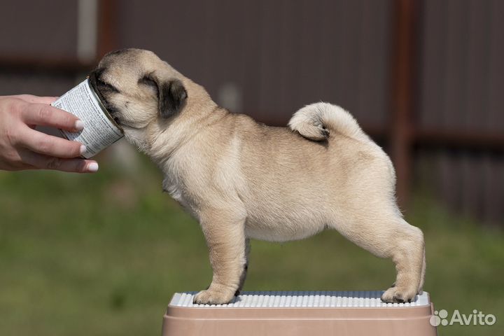 Щенки мопса