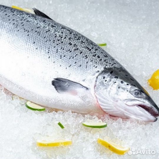 Лосось Охлажденный только опт от полета Оптом