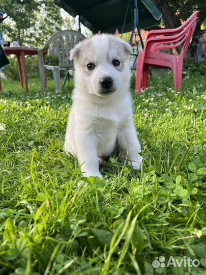 Щенки хаски