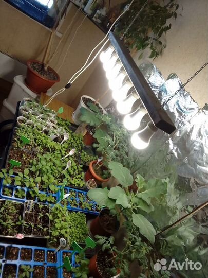 Подсветка для растений (рассады)