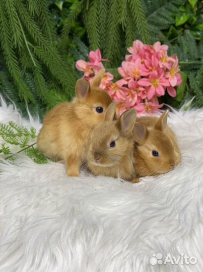 Кролик сатиновый (блестящая шерсть)