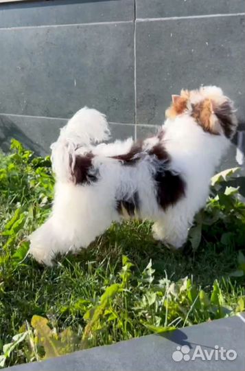 Цветной йорк биро