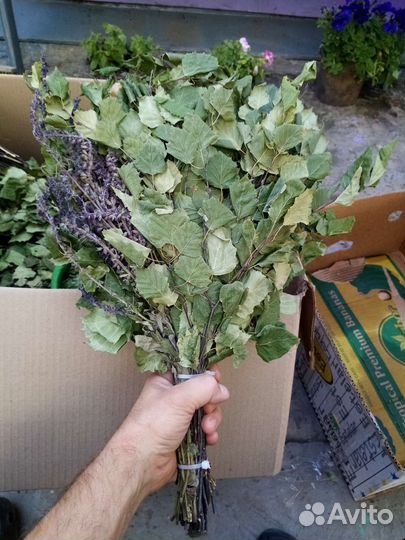 Веник берёзовый