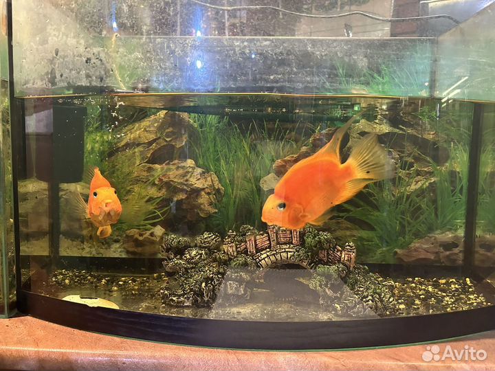 Аквариумные рыбки