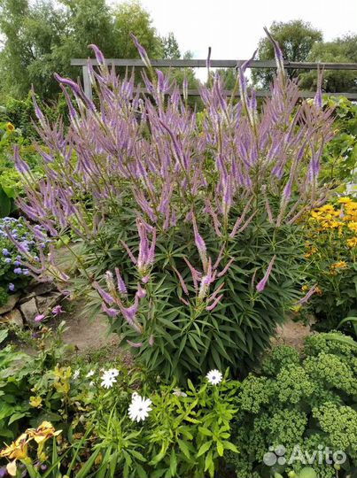 Многолетние садовые цветы