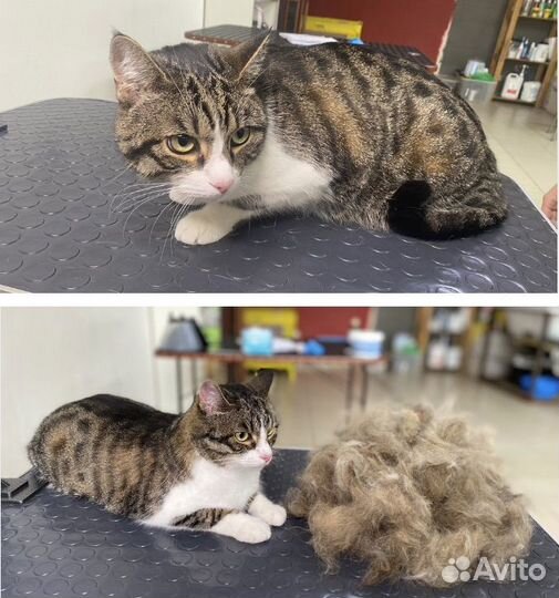 Уход за животными