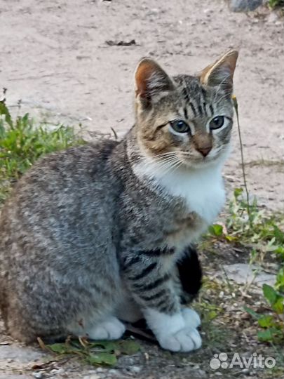 Котята, два мальчика, в добрые руки бесплатно