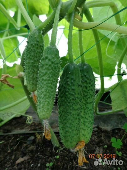 Семена огурцов турецкой фирмы Yuksel Tonum