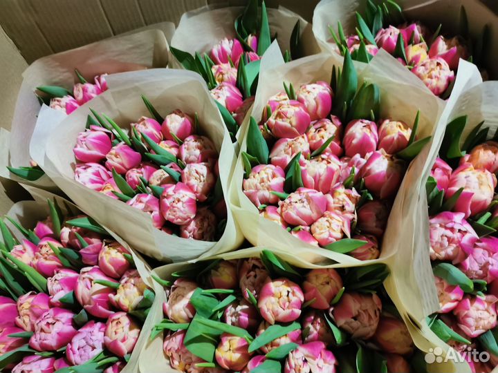 Тюльпаны оптом к 8 марта сорт коламбус