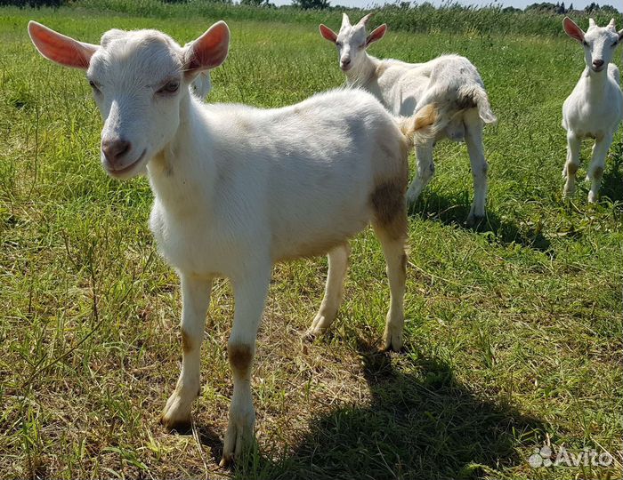 Зааненская коза