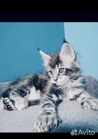 Детки мейнкунов