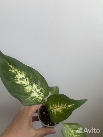 Диффенбахия Mars, Camilla