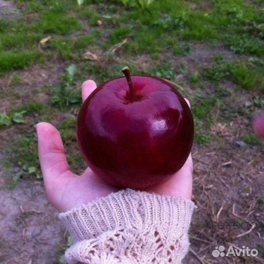 Саженцы яблони