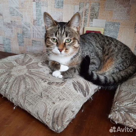 В добрые руки