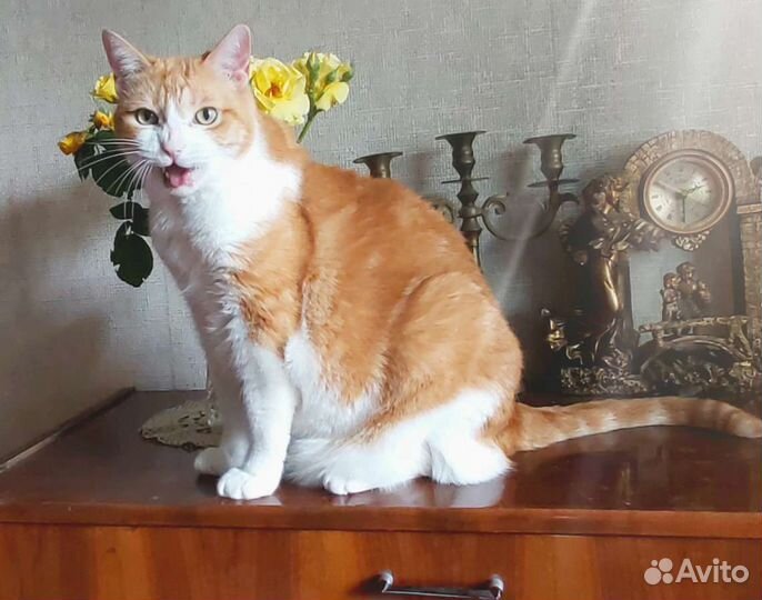 Передержка кошек на время отпуска