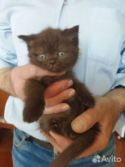 Котята британцы