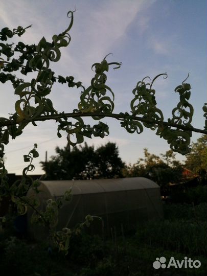 Ива Криспа-кудрявая красавица