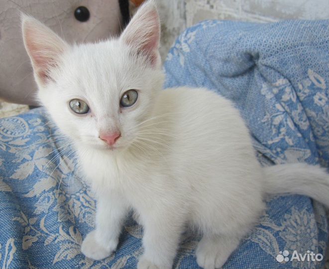 Отдам котиков в хорошие руки