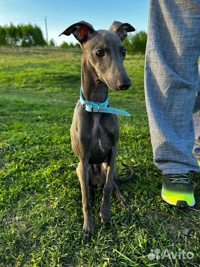 Вязка левретка